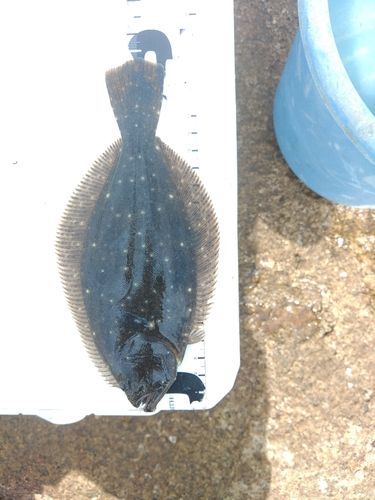 ヒラメの釣果