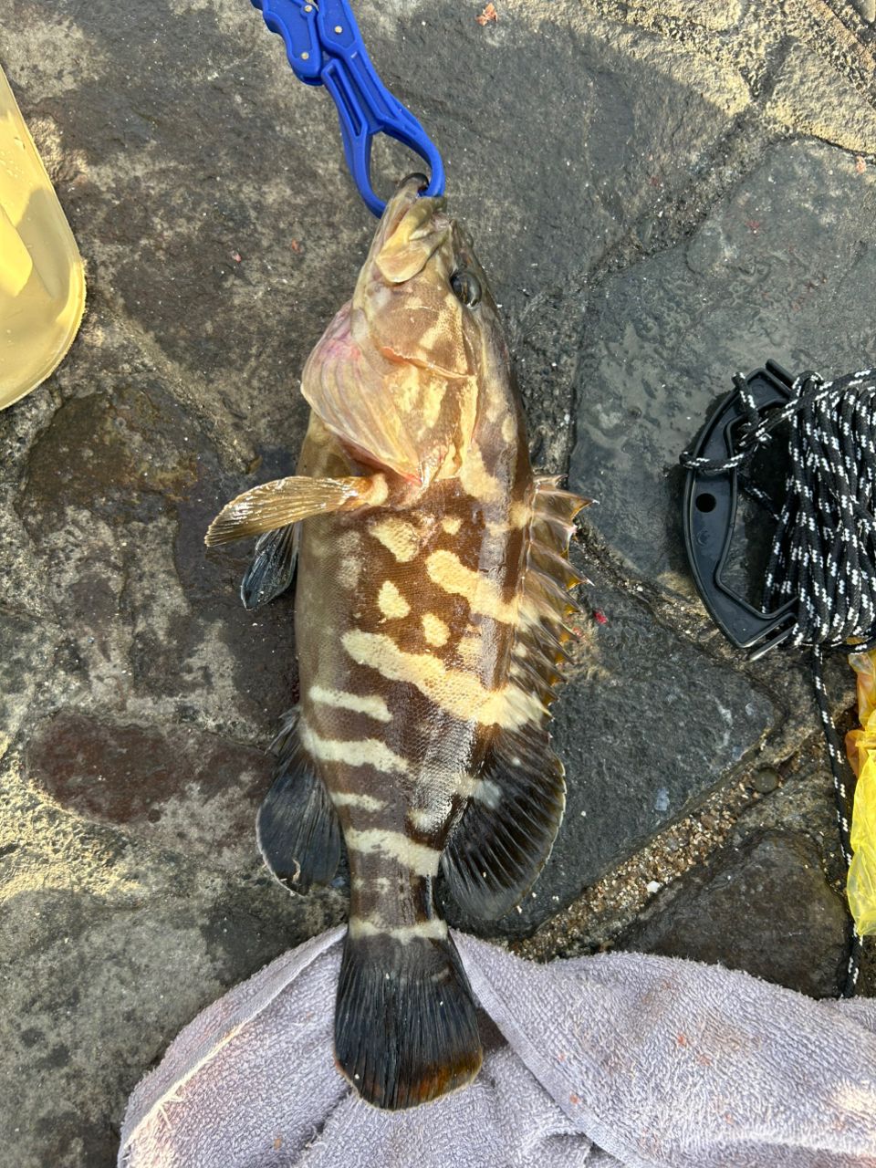 クエ