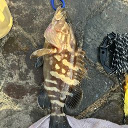 クエ