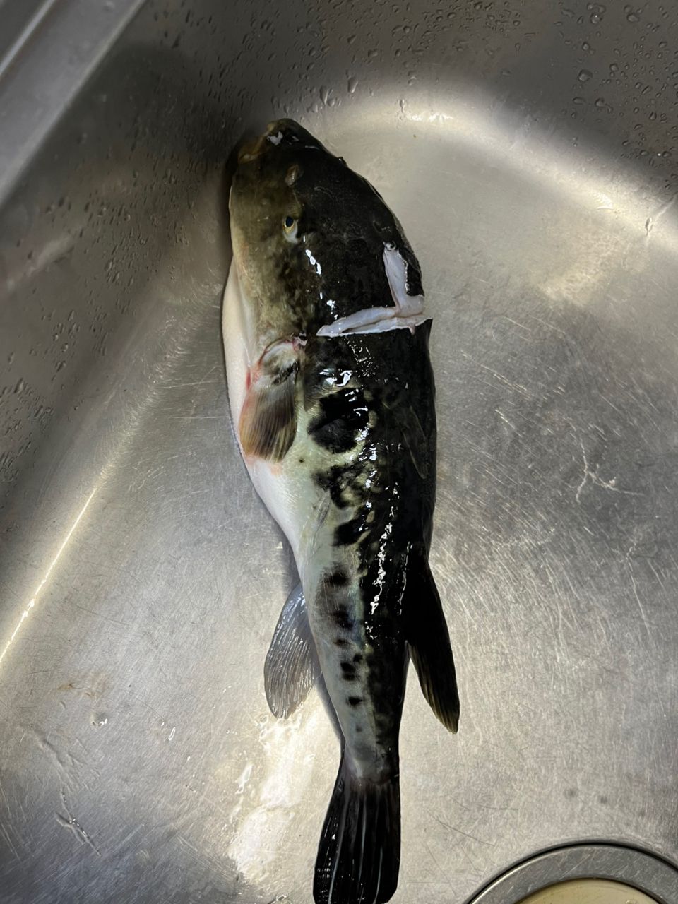 LOST MANさんの釣果 2枚目の画像