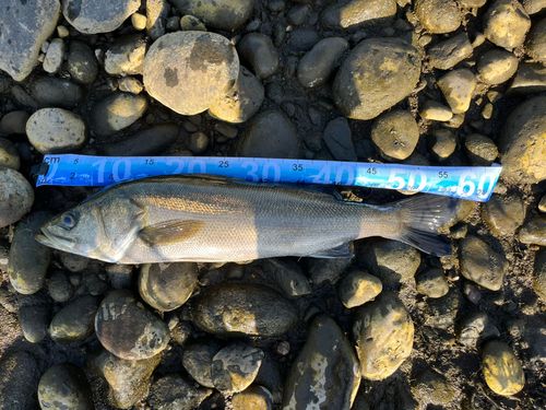 フッコ（マルスズキ）の釣果
