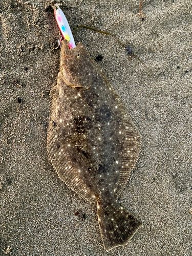 ソゲの釣果