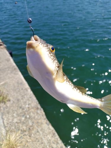 フグの釣果