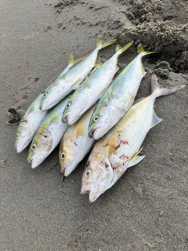 ショゴの釣果