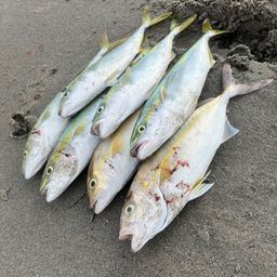 ショゴ