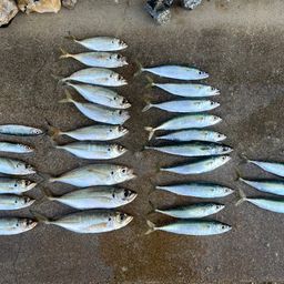 アジ