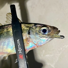 マアジの釣果