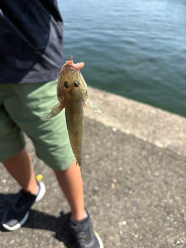 マハゼの釣果
