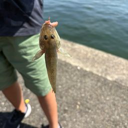 マハゼ