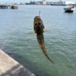 マハゼ