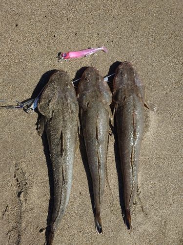 マゴチの釣果