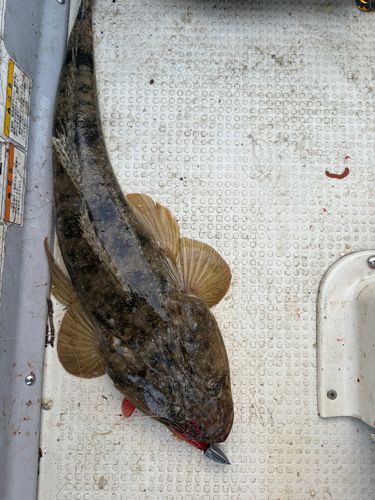 マゴチの釣果