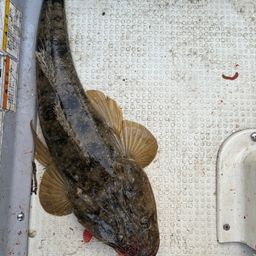マゴチ