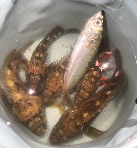 サバの釣果