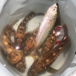 サバ