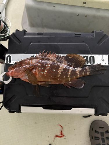 キジハタの釣果