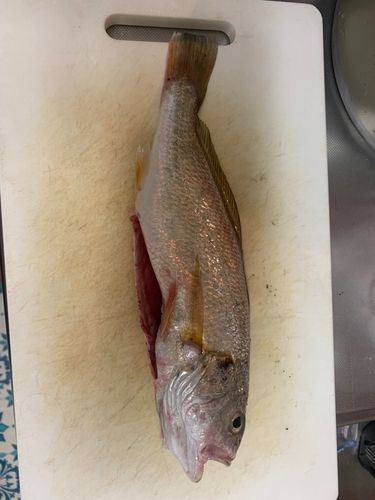 シログチの釣果