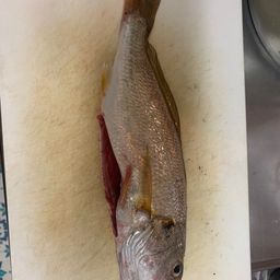 シログチ