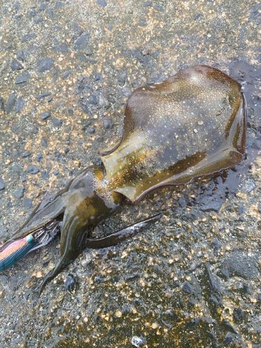 アオリイカの釣果
