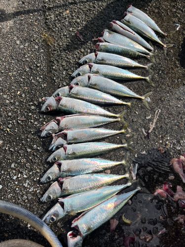 伊勢湾