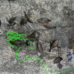 カワハギ