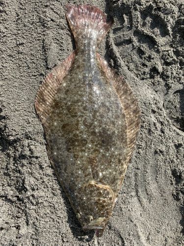 ヒラメの釣果