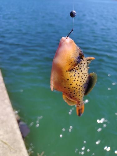 釣果