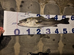 シーバスの釣果