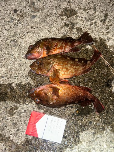カサゴの釣果