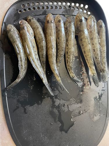 ハゼの釣果