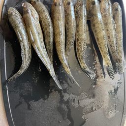 ハゼ