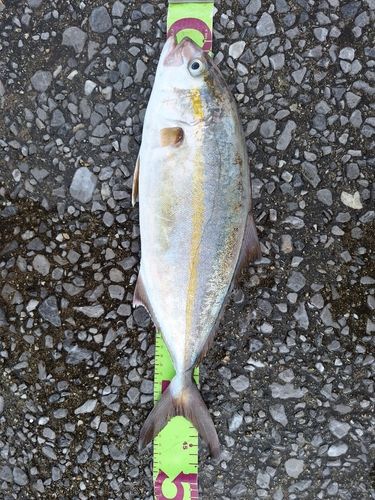 ネリゴの釣果