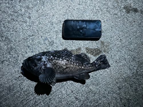 ソイの釣果