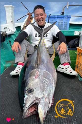 キハダマグロの釣果