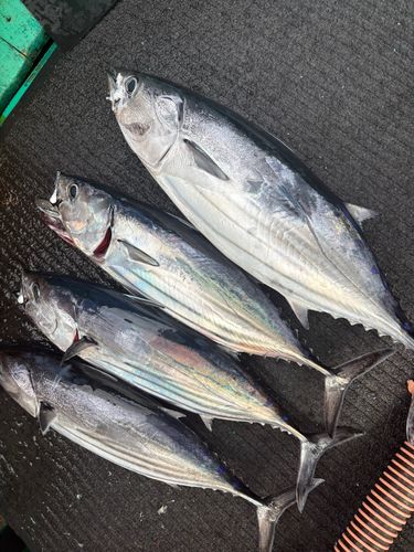 カツオの釣果
