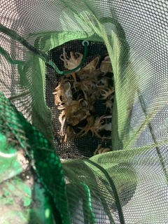 イイダコの釣果
