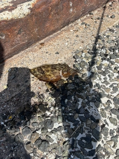 コウイカの釣果