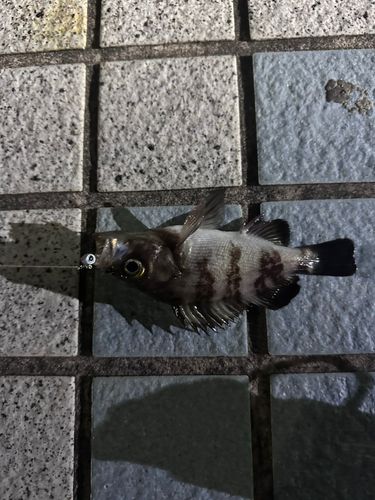 クロメバルの釣果