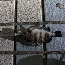 クロメバル