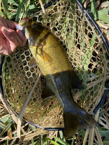 スモールマウスバスの釣果