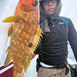 クロシビカマス