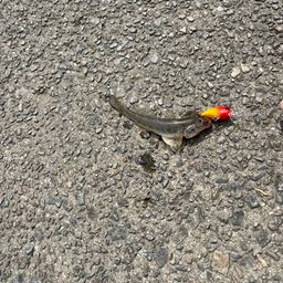 マハゼ