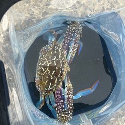 タイワンガザミ