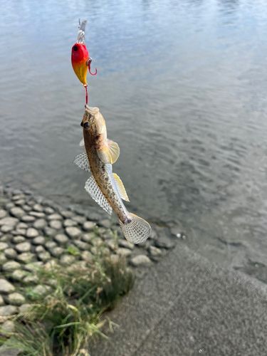 マハゼの釣果