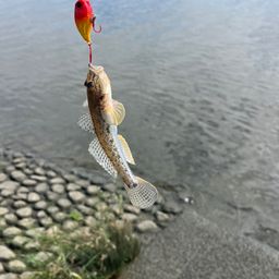 マハゼ