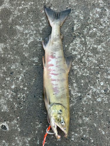 アキアジの釣果