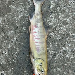 アキアジ
