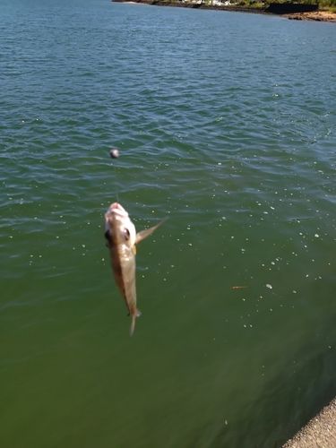 キビレの釣果