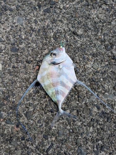 イトヒキアジの釣果