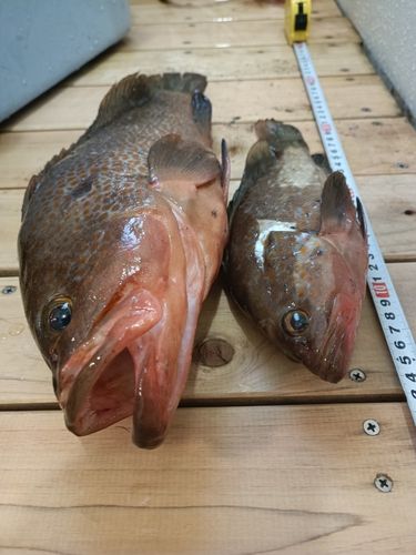 アコウの釣果